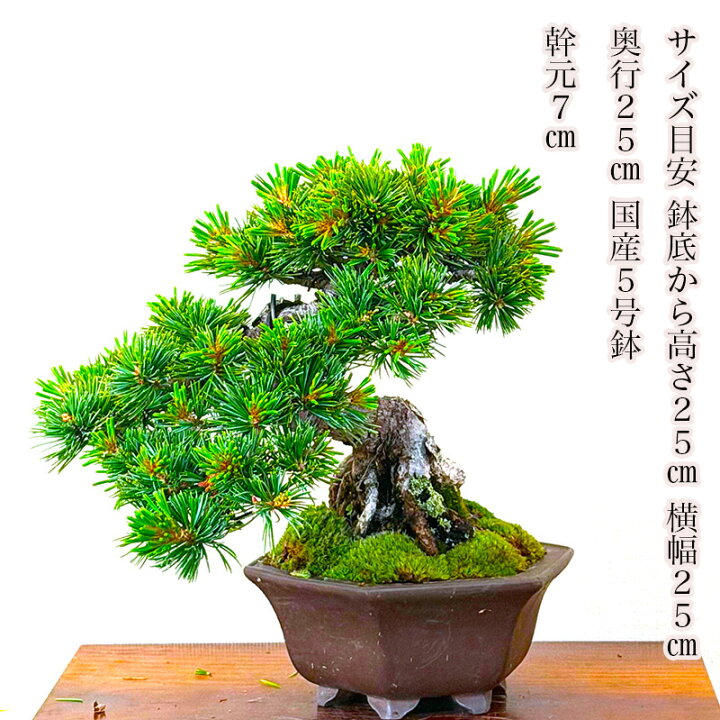 楽天市場】盆栽 松 吾妻五葉松 高級 一点物 現品お届け 銘品 希少 樹齢 