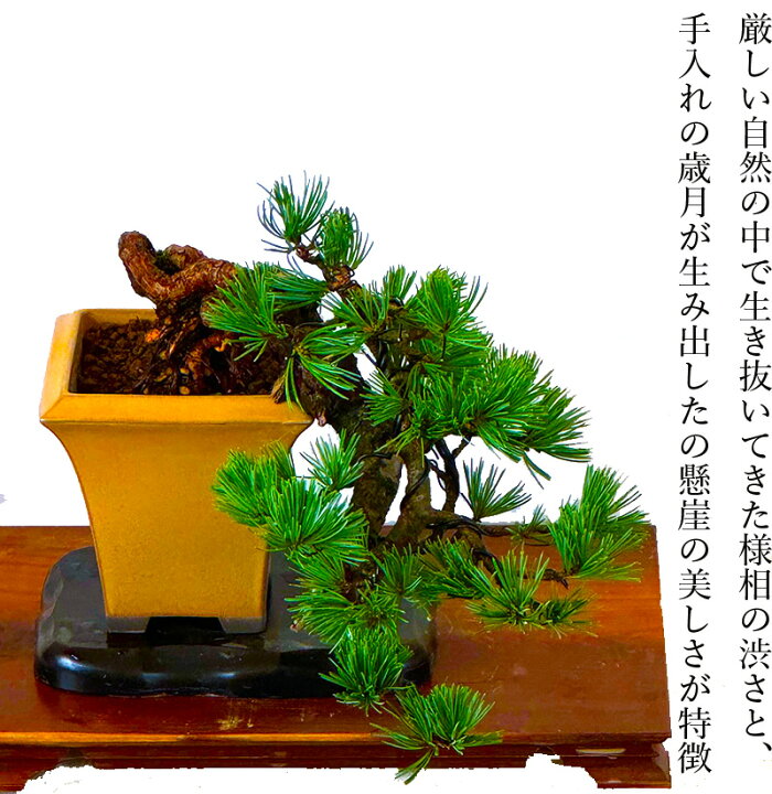 楽天市場】盆栽 松 希少 樹齢15年 吾妻五葉松 宝来 半懸崖 接木 一生 