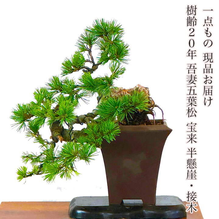 楽天市場】盆栽 松 希少 樹齢20年 吾妻五葉松 宝来 半懸崖 接木 一生 