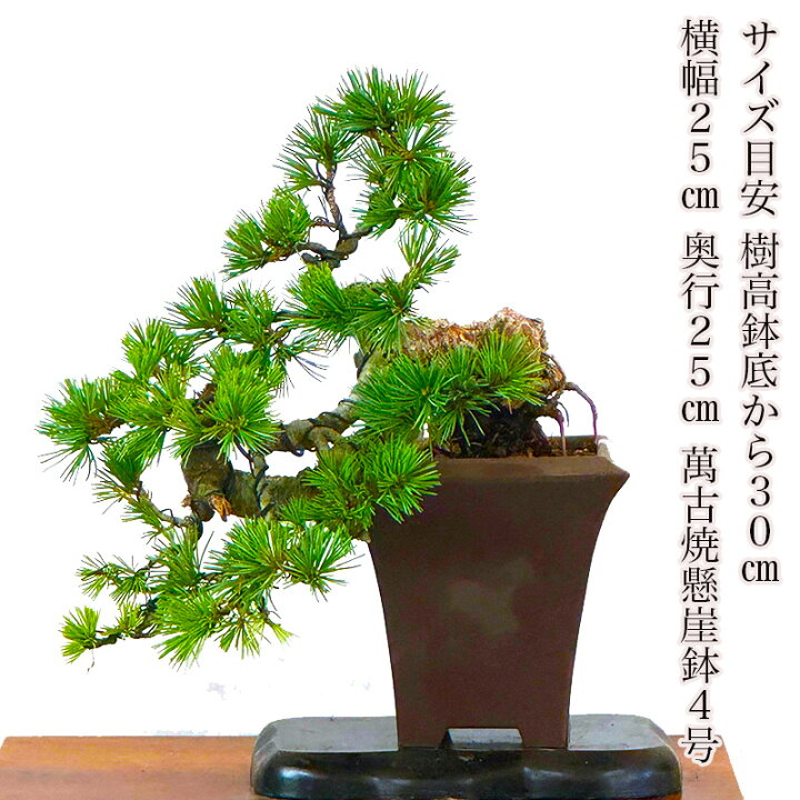 ☆人気！(黒松)・盆栽・幹模様抜群です。 （楽天市場】盆栽 松 希少 
