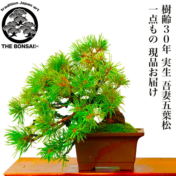 楽天市場】盆栽 松 希少 樹齢30年 銘品 実生 吾妻五葉松 峰吾妻 常滑焼 