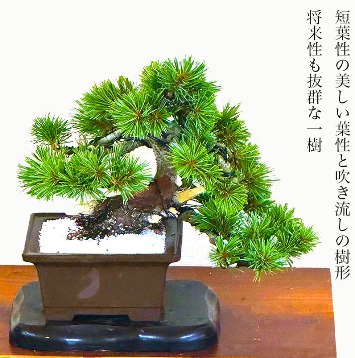 松の木 松 盆栽 希少