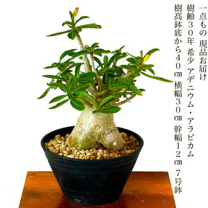 観葉植物 コーデックス アデニウムの人気商品・通販・価格比較 - 価格.com