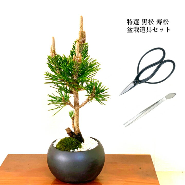 楽天市場 盆栽 松 道具セット 盆栽 松 別格 樹形美 樹齢5年 捻転幹 五葉松 ミニ盆栽 Wプレゼント特典 高松ブランド松 盆栽 鉢 盆栽 盆栽ミニ 誕生日 送料無料 還暦 初心者 フラワーギフト 癒し 盆栽 花 プレゼント 観葉食物 花心盆栽 楽天市場店