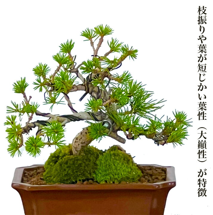 楽天市場】盆栽 松 一点物 現品お届け 樹齢25年 実生 吾妻五葉松