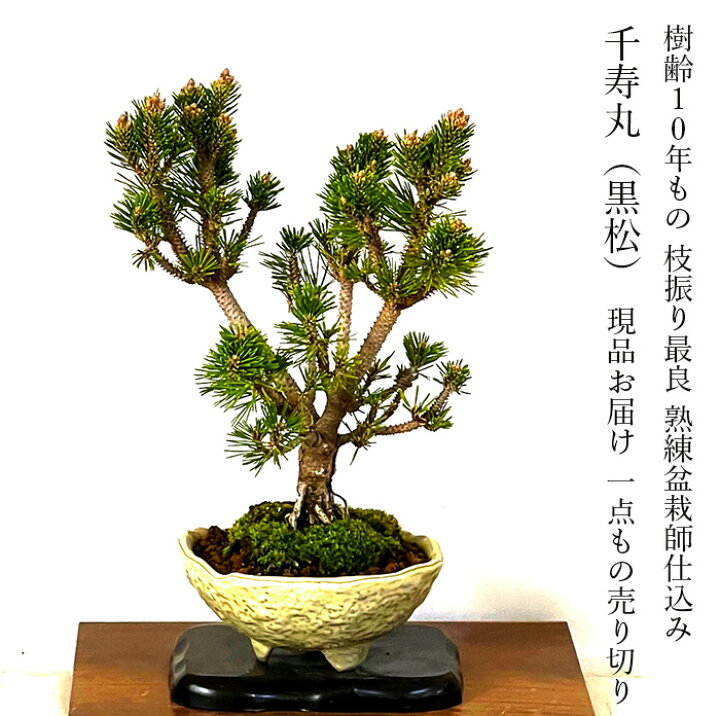 楽天市場】盆栽 松 樹齢10年 千寿丸 一点もの 現品お届け かっこいい 