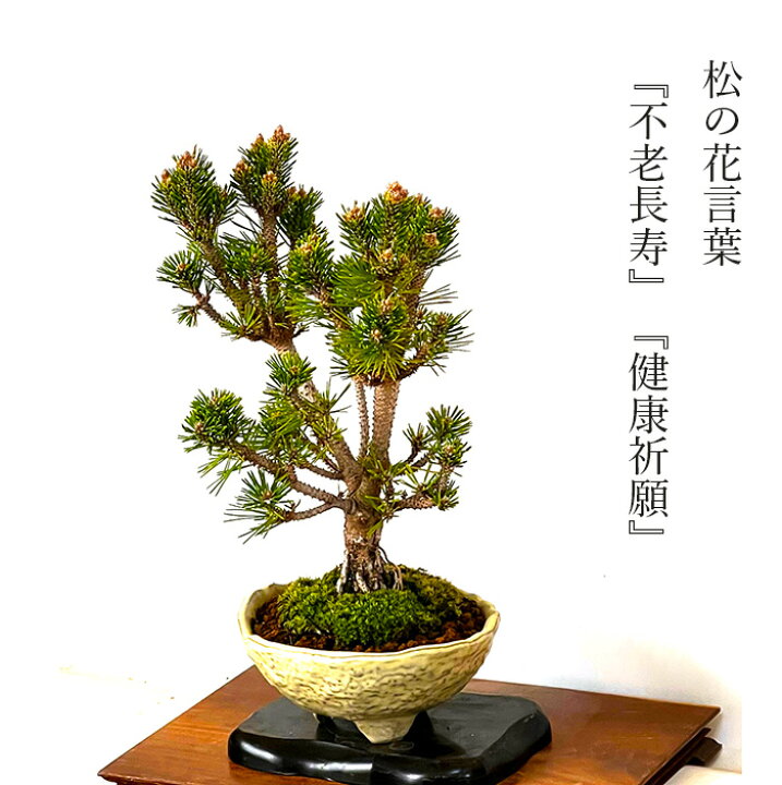 楽天市場】盆栽 松 樹齢10年 千寿丸 一点もの 現品お届け かっこいい 