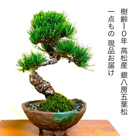 楽天市場 門松 黒松 赤松の通販