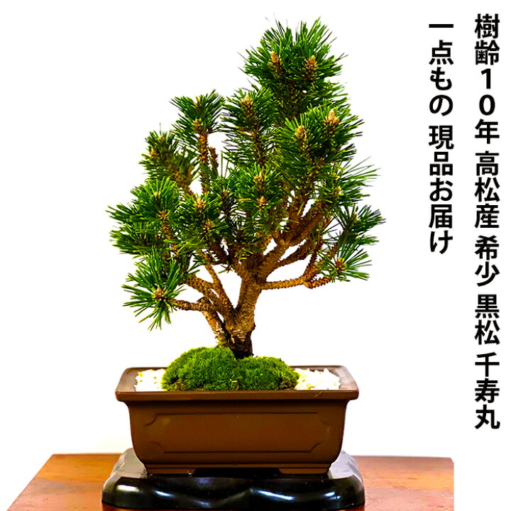 楽天市場】盆栽 松 樹齢10年 千寿丸 一点もの 現品お届け かっこいい 