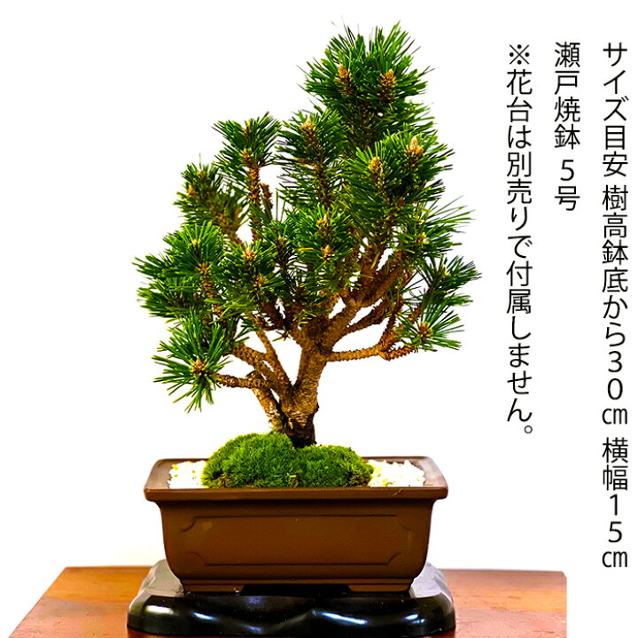 楽天市場】盆栽 松 樹齢10年 千寿丸 一点もの 現品お届け かっこいい 