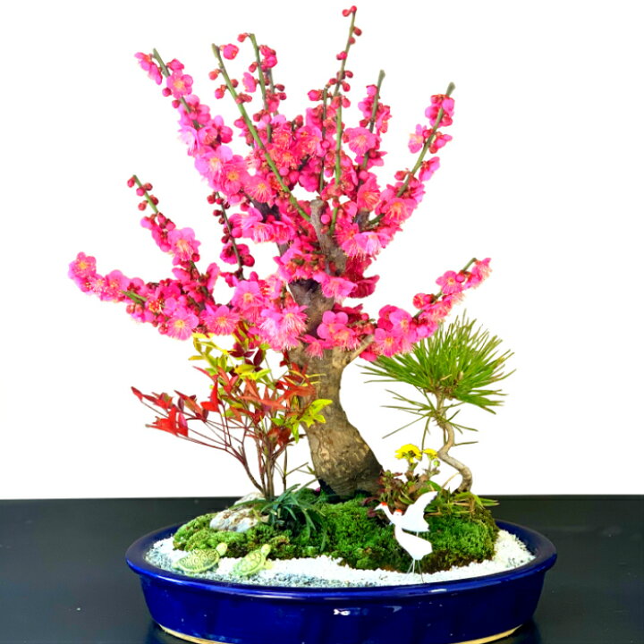 楽天市場 盆栽 梅 150以上の蕾 大盃梅盆栽 豪華松竹梅寄せ植え 縁起づくしの創作ミニ日本庭園 Wプレゼント特典 幸福招来 縁起の良いテーブル盆栽 梅 盆栽 黒松 南天 菊 玉竜 鶴 稚児笹 盆栽 盆栽梅 盆栽 ミニ 部屋に飾る盆栽 梅 盆栽ギフト 花心盆栽 楽天市場店