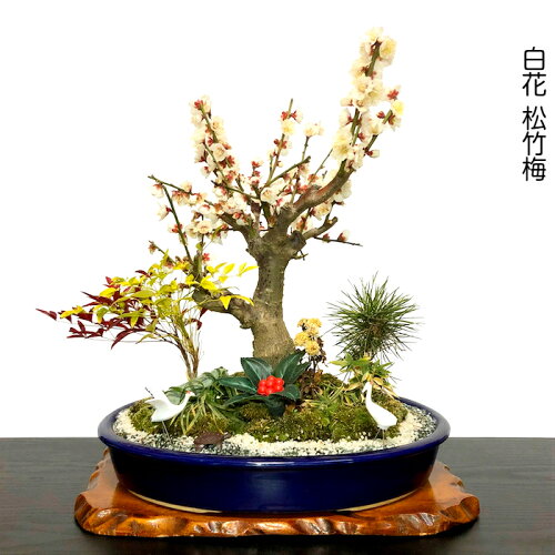 楽天市場 盆栽 梅 紅冬至 豪華 特選 松竹梅寄せ植え 現品一点物 縁起づくしの創作日本庭園 Wプレゼント特典 幸福招来 黒松 南天 菊 玉竜 鶴 稚児笹 盆栽 盆栽梅 正月飾り 植物 盆栽 ギフト 門松 花心盆栽 楽天市場店