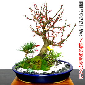 楽天市場 正月 寄せ植えの通販
