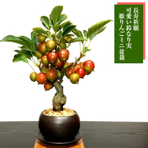|Cg{ hV̓ ~ P lC N  Iׂ3픫F g ~j~ AyԂ炭~ oYj ~ J^ ~ ~j~́z~ ~j S  z
