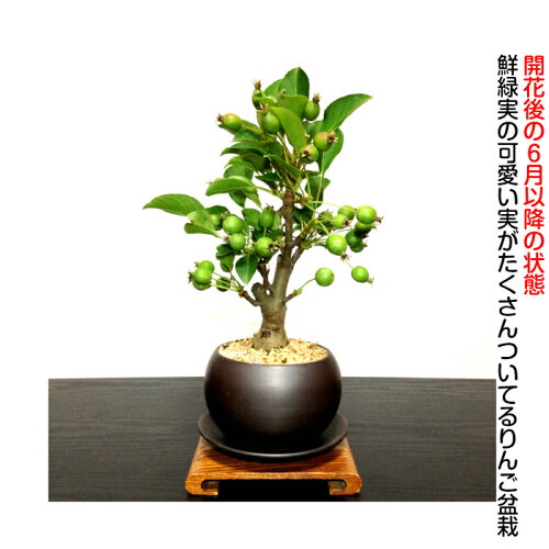 盆栽ミニ家庭菜園極太幹の姫りんごミニ盆栽盆栽村ブランド癒し植物【花が咲く盆栽出産祝い盆栽風水開運盆栽ミニ盆栽】盆栽ミニ引っ越し祝い癒し植物父親誕生日プレゼント