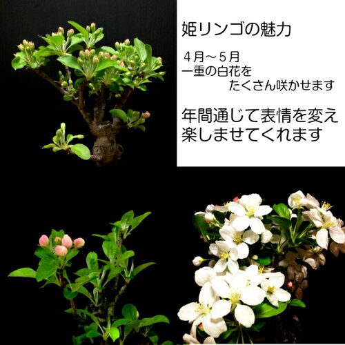 盆栽ミニ家庭菜園極太幹の姫りんごミニ盆栽盆栽村ブランド癒し植物【花が咲く盆栽出産祝い盆栽風水開運盆栽ミニ盆栽】盆栽ミニ引っ越し祝い癒し植物父親誕生日プレゼント