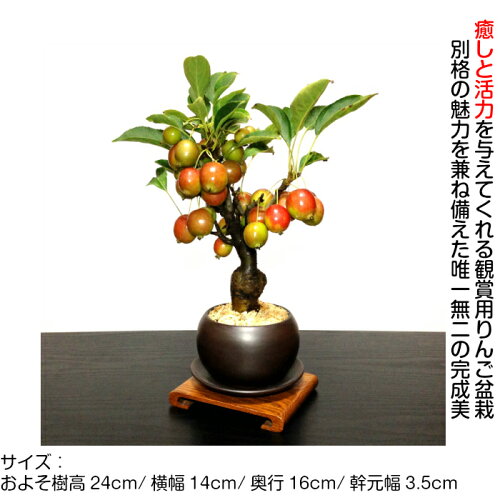 盆栽家庭菜園極太幹の姫リンゴミニ盆栽Wプレゼント特典最高峰品質盆栽村ブランド【花が咲く盆栽出産祝い盆栽風水開運盆栽ミニ盆栽お部屋に飾るおしゃれなコンパクト花物盆栽】大好評初出荷樹齢5年「極美」姫リンゴミニ盆栽