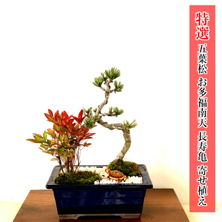楽天市場 盆栽 南天 松 門松 長寿祈願 健康祈願 寄せ植え 盆栽 松 南天 ミニ 室内 テーブル門松 初心者 盆栽 ギフト フラワーギフト 誕生日 還暦 引っ越し 父の日 プレゼント 花心盆栽 楽天市場店 楽天市場 盆栽 南天 松 門松 長寿祈願 健康祈願 寄せ植え 盆栽 松 南天 ミニ 室内 テーブル門松 初心者 盆栽 ギフト フラワーギフト 誕生日 還暦 引っ越し 父の日 プレゼント 花心盆栽 楽天市場店