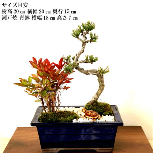 楽天市場 盆栽 南天 松 門松 長寿祈願 健康祈願 寄せ植え 盆栽 松 南天 ミニ 室内 テーブル門松 初心者 盆栽 ギフト フラワーギフト 誕生日 還暦 引っ越し 父の日 プレゼント 花心盆栽 楽天市場店