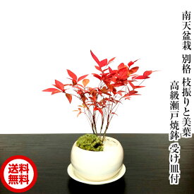 楽天市場 南天盆栽の通販