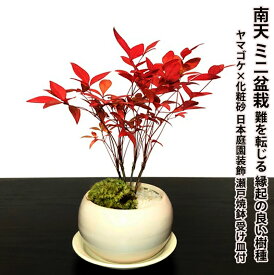 楽天市場 南天 鉢植えの通販