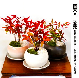 盆栽 南天 希少 2幹 細葉赤南天 厳選 高級南天 開運植物 難を転じる 縁起物 3,5号鉢 鮮やかな深紅色の葉盆栽 南天 ミニ 初心者 インテリア 植物 ギフト 盆栽 プレゼント 誕生日 シンボルツリー