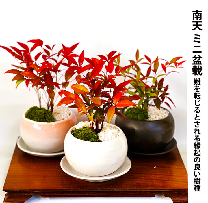 楽天市場 盆栽 南天 鉢植え 厳選 細葉 赤南天 美葉と枝振りの良い別格南天 樹齢3年 鮮やかな深紅色の葉盆栽 南天 ミニ 初心者 インテリア 植物 ギフト 盆栽 プレゼント 誕生日 シンボルツリー 花心盆栽 楽天市場店