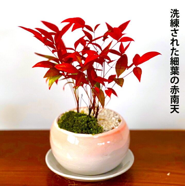 楽天市場 盆栽 南天 鉢植え 厳選 細葉 赤南天 美葉と枝振りの良い別格南天 樹齢3年 鮮やかな深紅色の葉盆栽 南天 ミニ 初心者 インテリア 植物 ギフト 盆栽 プレゼント 誕生日 シンボルツリー 花心盆栽 楽天市場店 楽天市場 盆栽 南天 鉢植え 厳選 細葉 赤南天 美葉と枝振りの良い別格南天 樹齢3年 鮮やかな深紅色の葉盆栽 南天 ミニ 初心者 インテリア 植物 ギフト 盆栽 プレゼント 誕生日 シンボルツリー 花心盆栽 楽天市場店