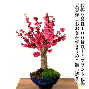 ~ ~ g yV1 u~ 100ȏQ g~ 5N  ~`Ǝ}U肪Qɗǂ͂py~ ~ S   ~ Mtg a v[g JXj V{