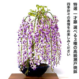 盆栽 藤 無料 一才藤 鉢植え 20ほどの蕾盆栽 藤 室内 初心者 趣味 観葉植物 送料無料 即日出荷 フラワーギフト 観葉食物 誕生日 盆栽 ギフト あす楽 母 父 プレゼント 母の日