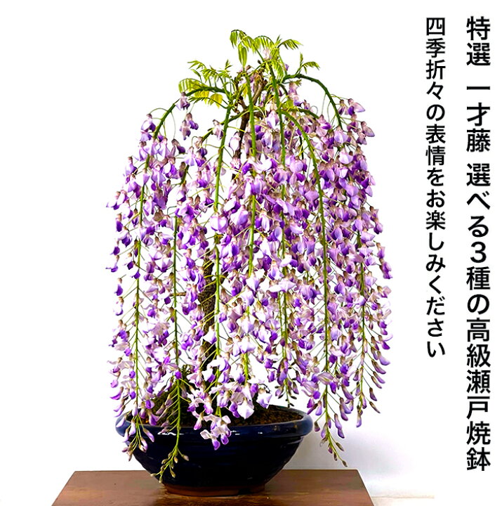 楽天市場】母の日 盆栽 藤 開花終了 樹齢7年 一才藤 鉢植え20前後の蕾 