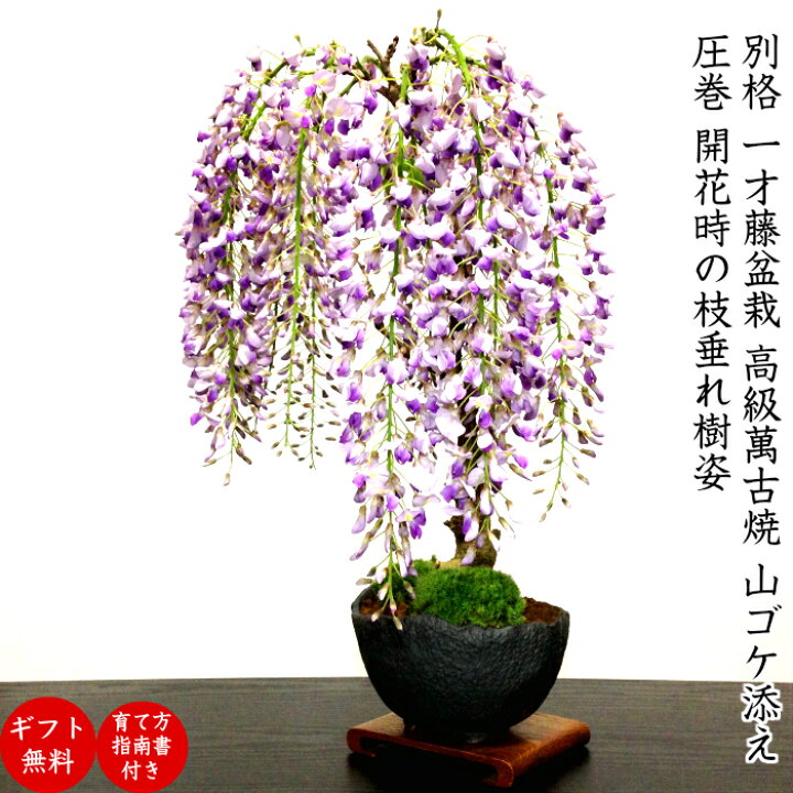 楽天市場】開花終了 一才藤 野田藤 樹齢7年 30前後の蕾 豪華な開花姿 