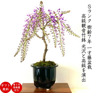 盆栽 室内の人気商品 通販 価格比較 価格 Com