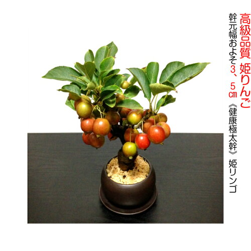 盆栽家庭菜園極太幹の姫リンゴミニ盆栽Wプレゼント特典最高峰品質盆栽村ブランド【花が咲く盆栽出産祝い盆栽風水開運盆栽ミニ盆栽お部屋に飾るおしゃれなコンパクト花物盆栽】大好評初出荷樹齢5年「極美」姫リンゴミニ盆栽