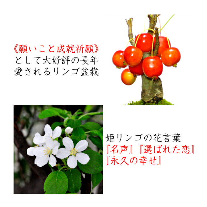 楽天市場 ミニ盆栽 りんご 家庭菜園 姫りんご 癒し 植物 花が咲く盆栽 出産祝い盆栽 風水開運盆栽 ミニ盆栽 盆栽 りんご リンゴ ミニ盆栽 引っ越し祝い 癒し 植物 父親 誕生日 プレゼント 母の日 父の日 敬老の日 花心盆栽 楽天市場店