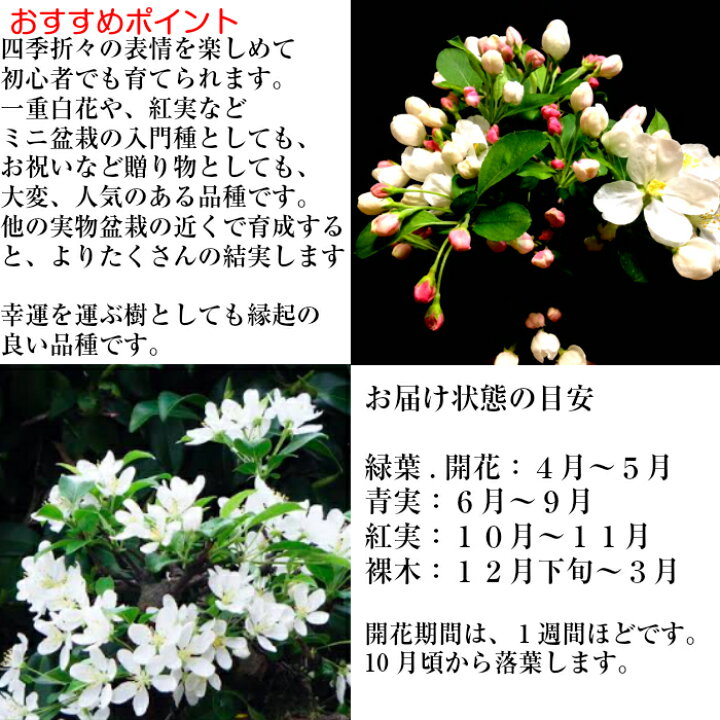 楽天市場 盆栽 カイドウ 深山かいどう 太幹 ミニ盆栽 癒し 植物 花が咲く盆栽 出産祝い 風水開運盆栽盆栽 ミニ 室内 初心者 引っ越し祝い 癒し 植物 父親 誕生日 プレゼント 盆栽 ギフト 令和 花心盆栽 楽天市場店