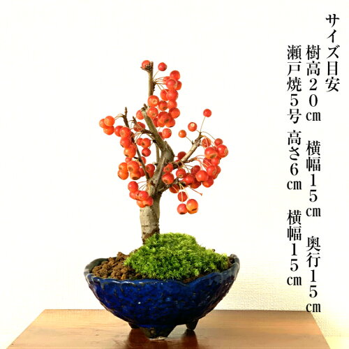 楽天市場 盆栽 カイドウ 深山かいどう 太幹 ミニ盆栽 癒し 植物 花が咲く盆栽 出産祝い 風水開運盆栽盆栽 ミニ 室内 初心者 引っ越し祝い 癒し 植物 父親 誕生日 プレゼント 盆栽 ギフト 令和 花心盆栽 楽天市場店