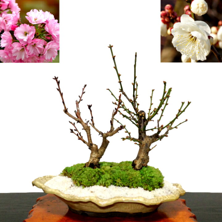 楽天市場】盆栽 桜 梅 寄せ植え Sランク特上 樹形美 極太幹 八重咲 