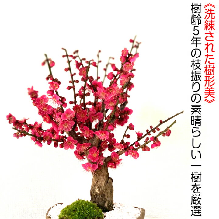 楽天市場】盆栽 梅 希少 大盃梅 紅梅 80〜100個以上の蕾 樹齢5年 太幹 