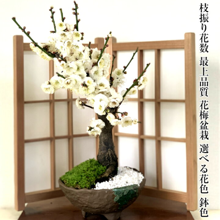 楽天市場 盆栽 梅 鉢植え 白梅 紅梅 紅白梅 一級品 1個以上の蕾 大輪花の白梅盆栽 樹齢5年 極太幹の梅盆栽 八重咲き 高級手作り鉢 5号鉢盆栽 梅 ミニ 初心者 室内 梅盆栽 インテリア 植物 盆栽 ギフト 花心盆栽 楽天市場店