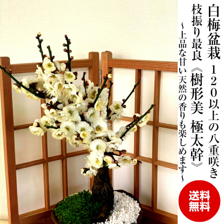 楽天市場 盆栽 梅 鉢植え 白梅 紅梅 紅白梅 一級品 1個以上の蕾 大輪花の白梅盆栽 樹齢5年 極太幹の梅盆栽 八重咲き 高級手作り鉢 5号鉢盆栽 梅 ミニ 初心者 室内 梅盆栽 インテリア 植物 盆栽 ギフト 花心盆栽 楽天市場店