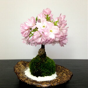 桜 盆栽 苔の通販 価格比較 価格 Com