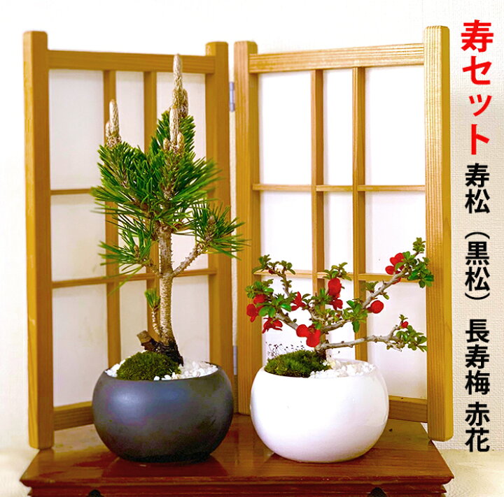 楽天市場 盆栽 松 吉祥黒松 希少 寿松 長寿梅 寿セット 縁起 ミニ盆栽 Wプレゼント特典 四国ブランド盆栽 樹齢3年 黒松盆栽 盆栽 ミニ 室内 初心者 趣味 誕生日 還暦 内祝い ミニ観葉 結婚記念日 盆栽 ギフト 花心盆栽 楽天市場店