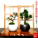 楽天市場 盆栽 梅 紅冬至 豪華 特選 松竹梅寄せ植え 現品一点物 縁起づくしの創作日本庭園 Wプレゼント特典 幸福招来 黒松 南天 菊 玉竜 鶴 稚児笹 盆栽 盆栽梅 正月飾り 植物 盆栽 ギフト 門松 花心盆栽 楽天市場店