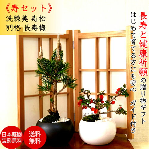 楽天市場 母の日 盆栽 松 吉祥黒松 希少 千寿丸 長寿梅 寿セット 縁起 ミニ盆栽 Wプレゼント特典 四国ブランド盆栽 樹齢3年 黒松盆栽 盆栽 ミニ 室内 初心者 趣味 誕生日 還暦 内祝い ミニ観葉 結婚記念日 盆栽 ギフト 花心盆栽 楽天市場店