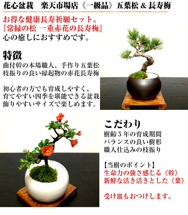 楽天市場 盆栽 松 五葉松 長寿梅 健康 長寿 祈願セット ミニ盆栽 Wプレゼント特典 四国ブランド盆栽 樹齢5年 五葉松 盆栽 ミニ 室内 初心者 趣味 誕生日 還暦 内祝い プレゼント ミニ観葉 結婚記念日 盆栽 ギフト フラワーギフト シンボルツリー 花心盆栽 楽天市場店