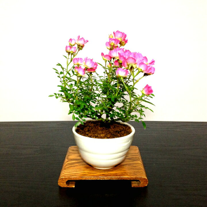 楽天市場 母の日 盆栽 薔薇 樹齢3年 雅バラ盆栽 世界最小サイズの小輪一重の白ピンク花アジアンバスケット 盆栽 盆栽 ミニ 盆栽 薔薇 観葉植物 送料無料 誕生日 フラワーギフト 母の日 父の日 和インテリア盆栽 癒し モダン盆栽 盆栽ギフト 花心盆栽 楽天市場店