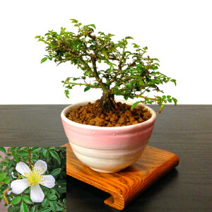 父の日 観葉植物 植木 盆栽の人気商品 通販 価格比較 価格 Com