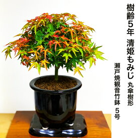 楽天市場 もみじ 室内の通販