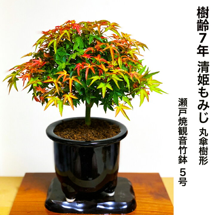 楽天市場 盆栽 もみじ 希少 清姫もみじ 日時指定可 樹齢7年 楽天1位 もみじ Wプレゼント特典 枝振り 最良 丸笠樹形 仕立て 盆栽 室内 初心者 おしゃれ 観葉 シンボルツリー 記念樹 インテリア もみじ ギフト 誕生日 盆栽 ギフト 花心盆栽 楽天市場店